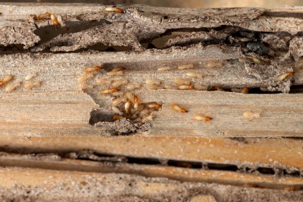 Best Cockroach Control Services  in Heritage Hills, NY